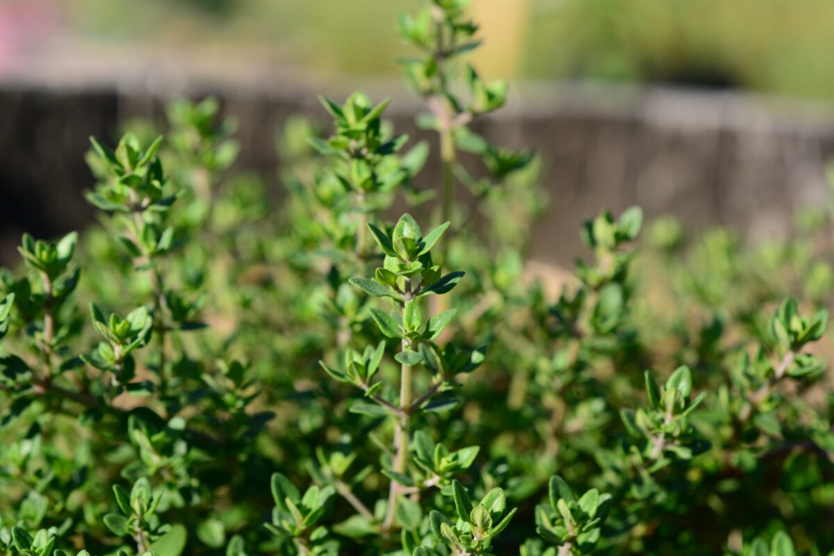 Thyme