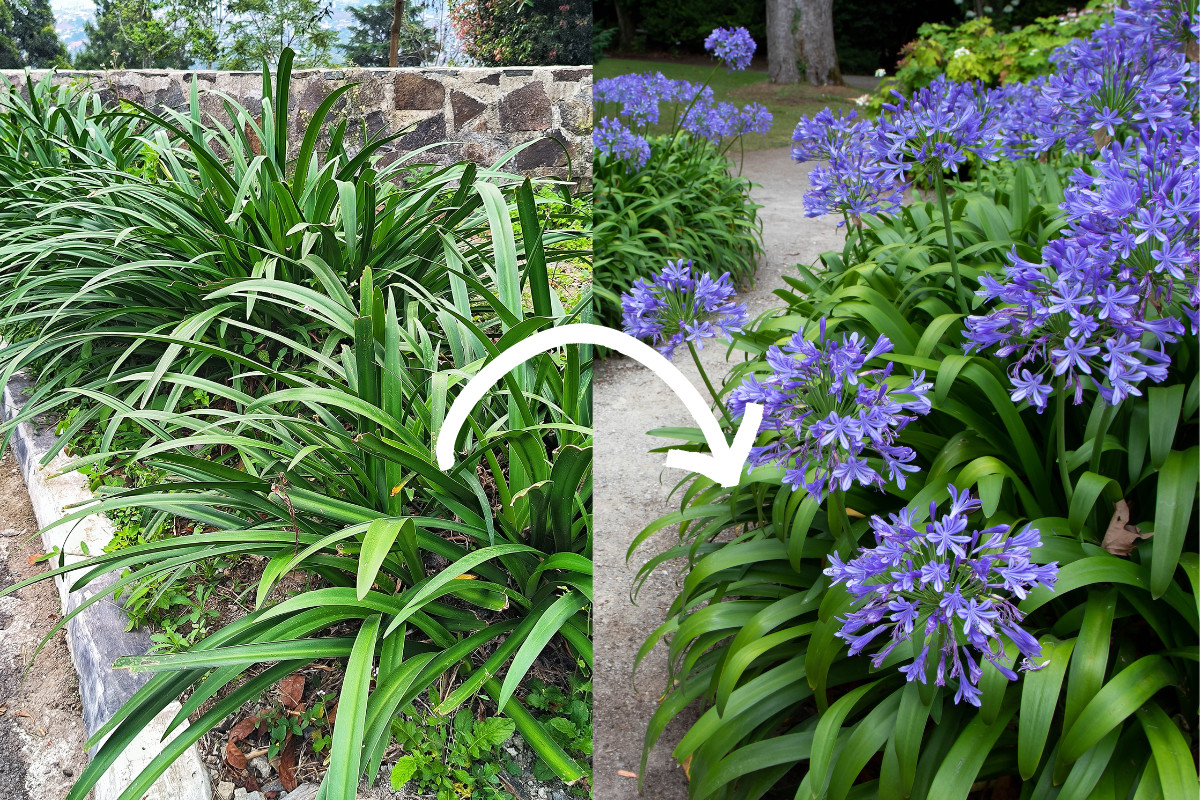 agapanthus with no blooms next to photo of agapanthus in full bloom