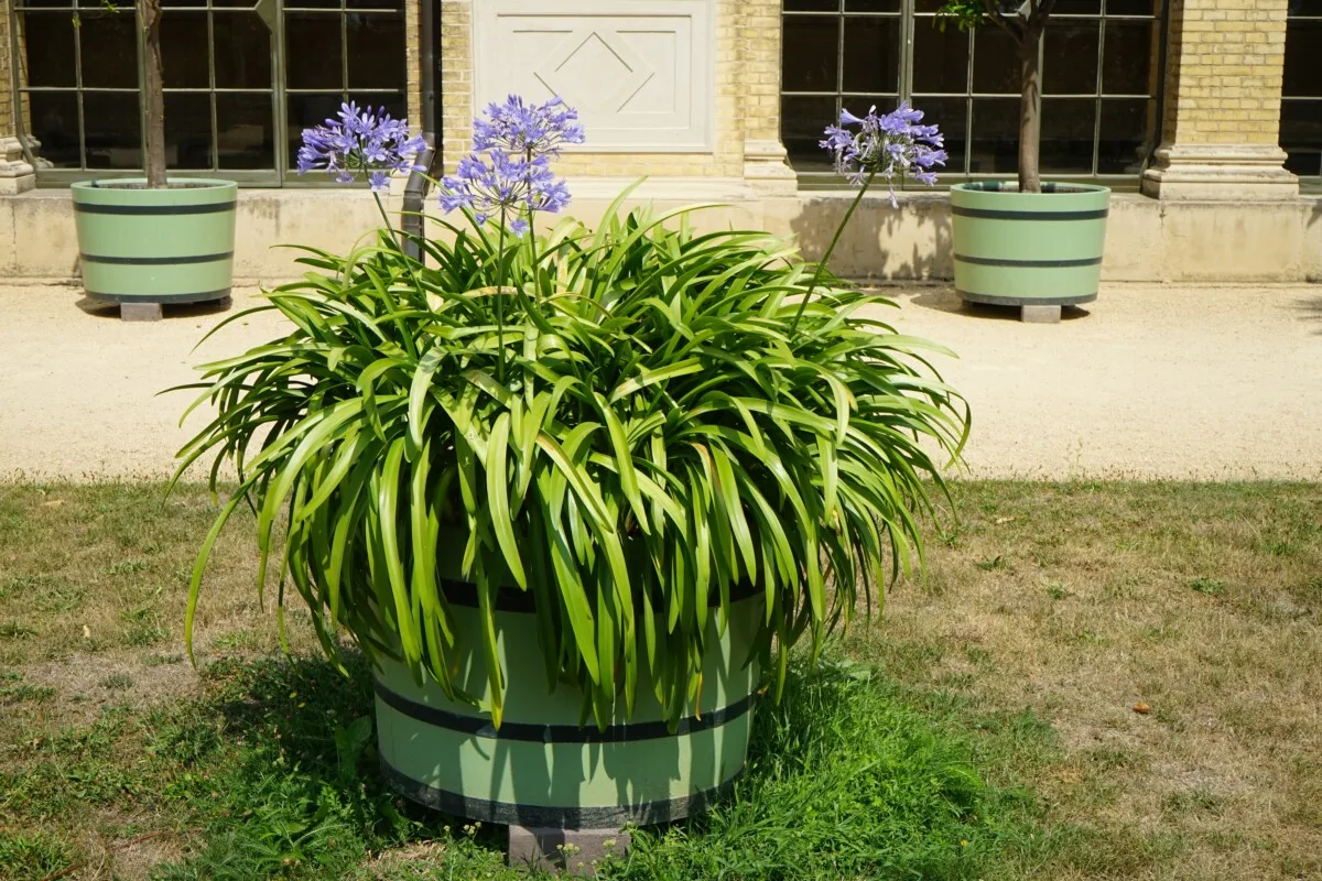 Crowded agapanthus in pot