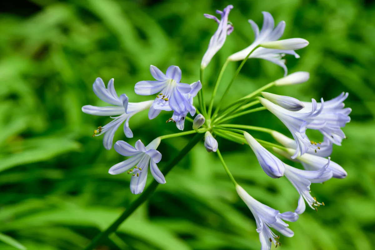 small agapanthus blossom