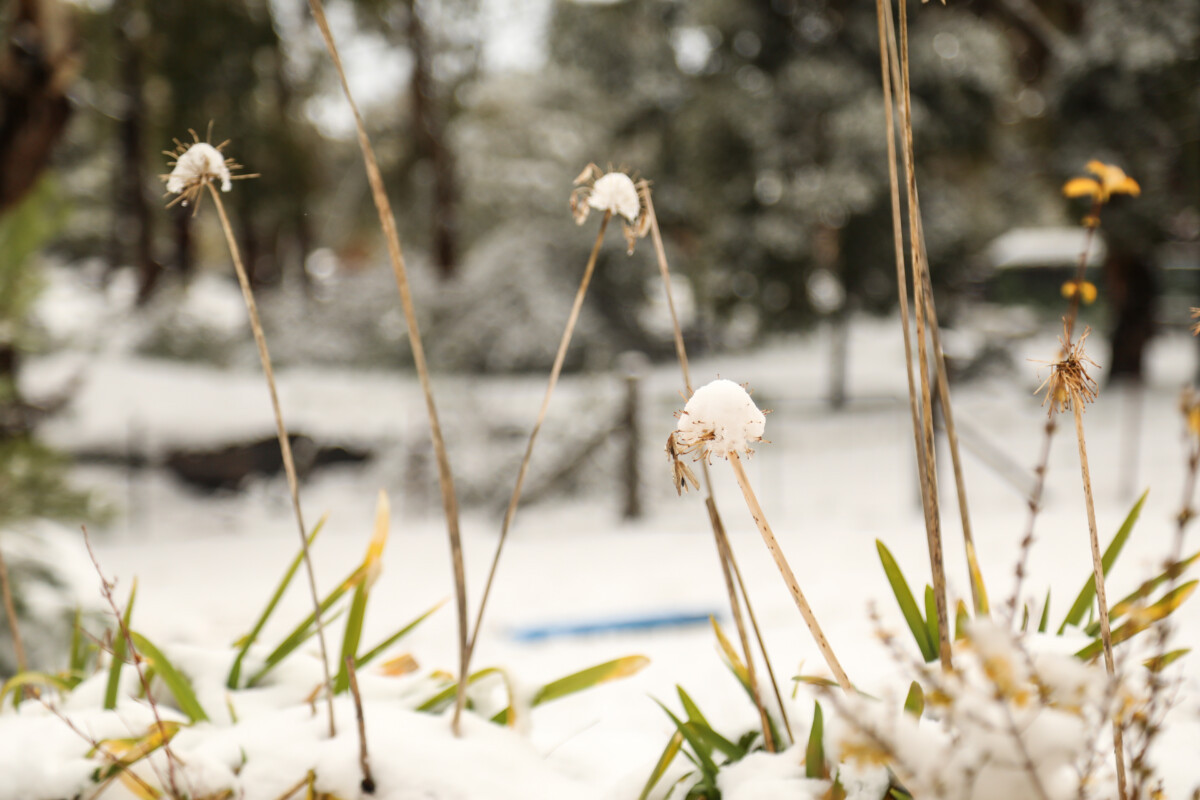 agapanthus stalks in the snow