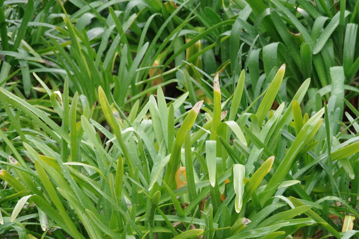 Wilting agapanthus leaves