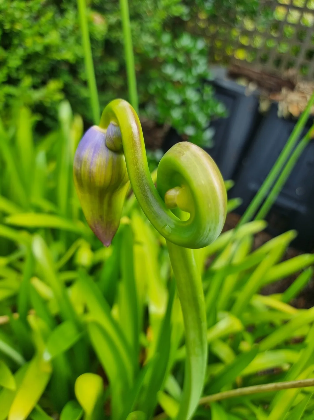 Malformed agapanthus bud