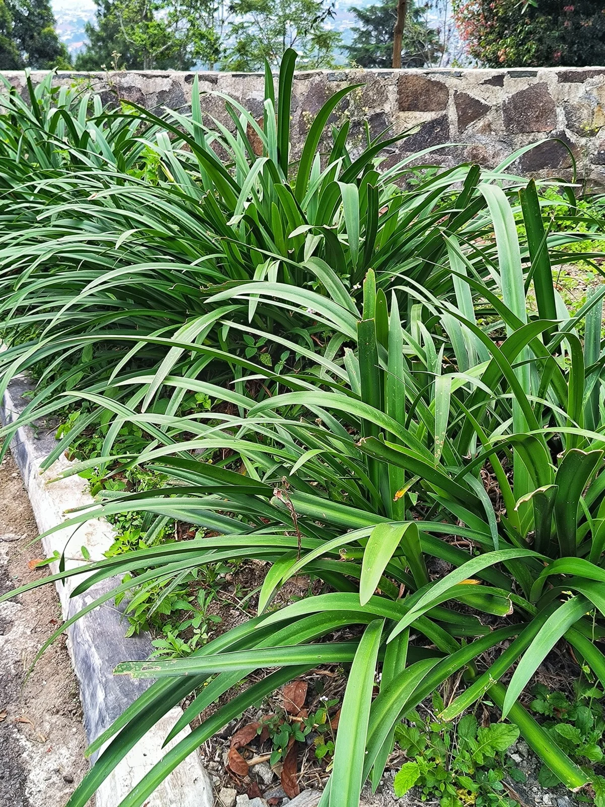 Agapanthus no blooms