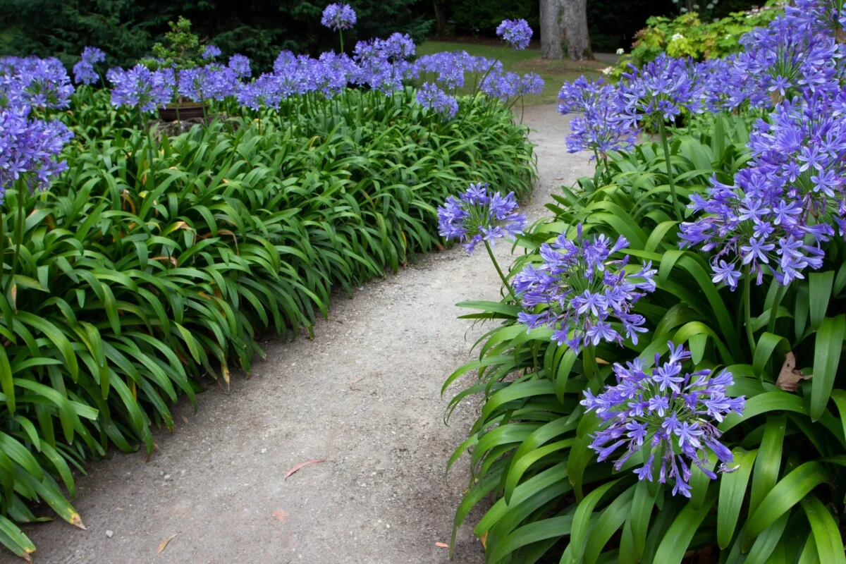 Path lined in blooming agapanthus