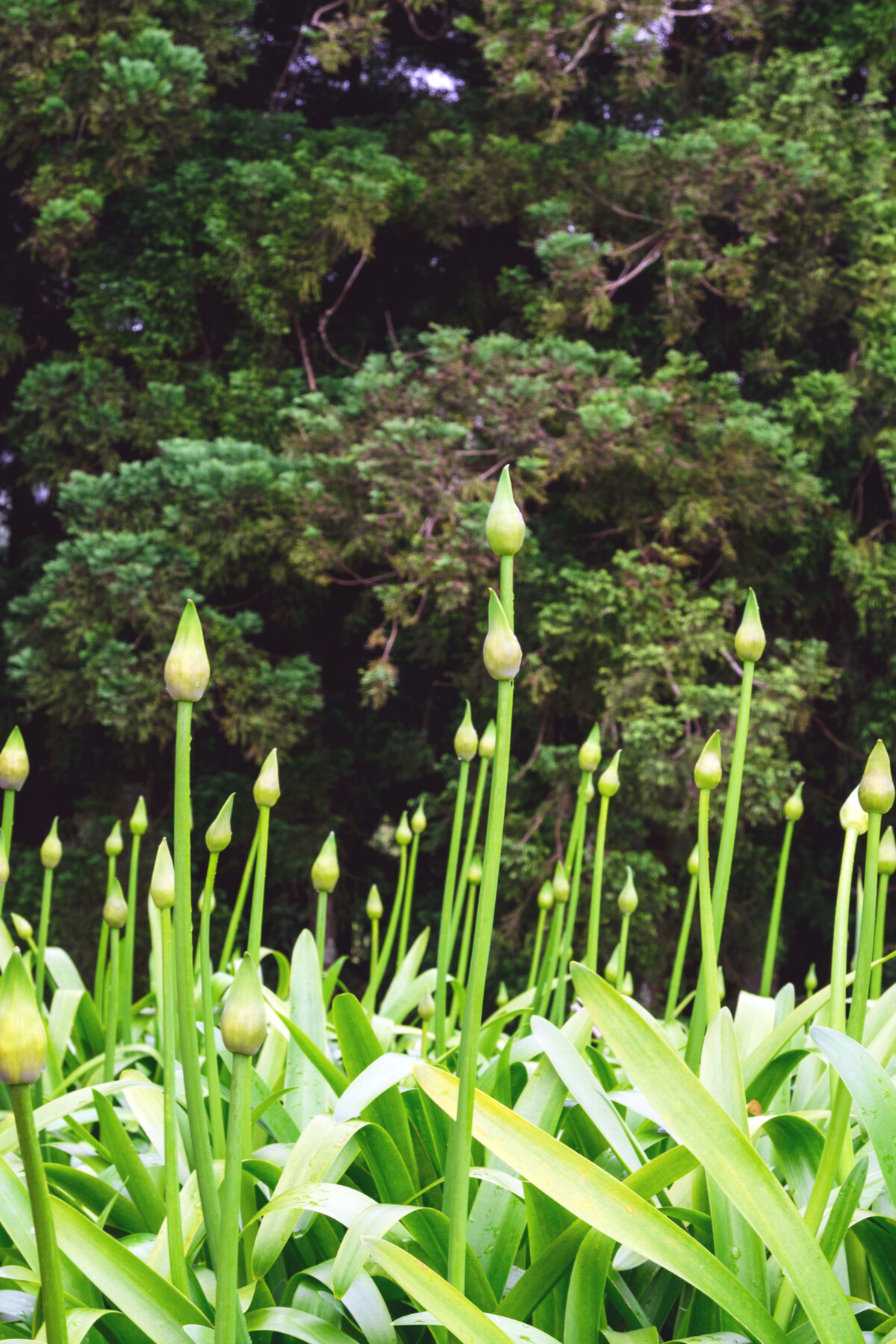 Agapanthus buds