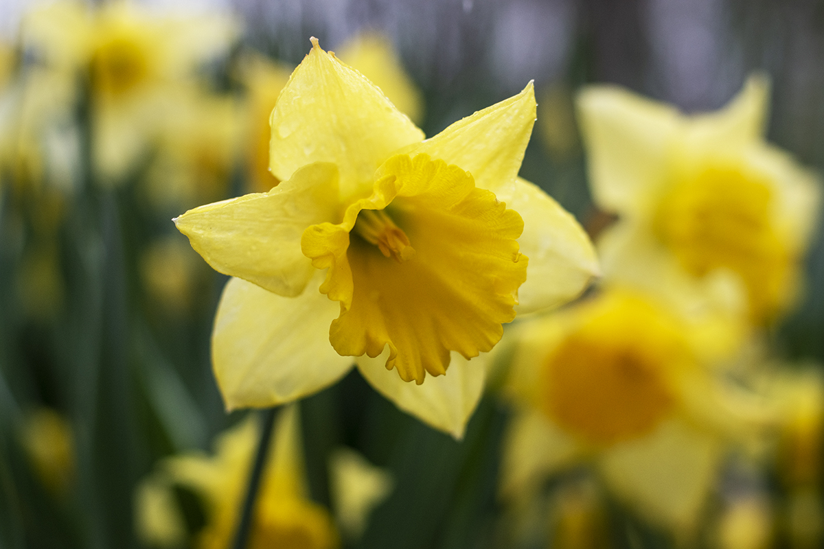 Close up of a daffodil