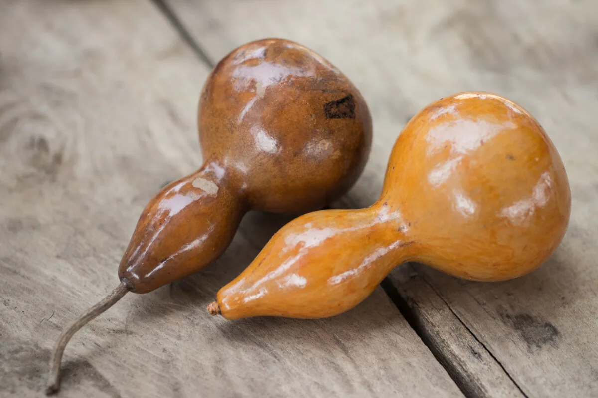 Waxed gourds