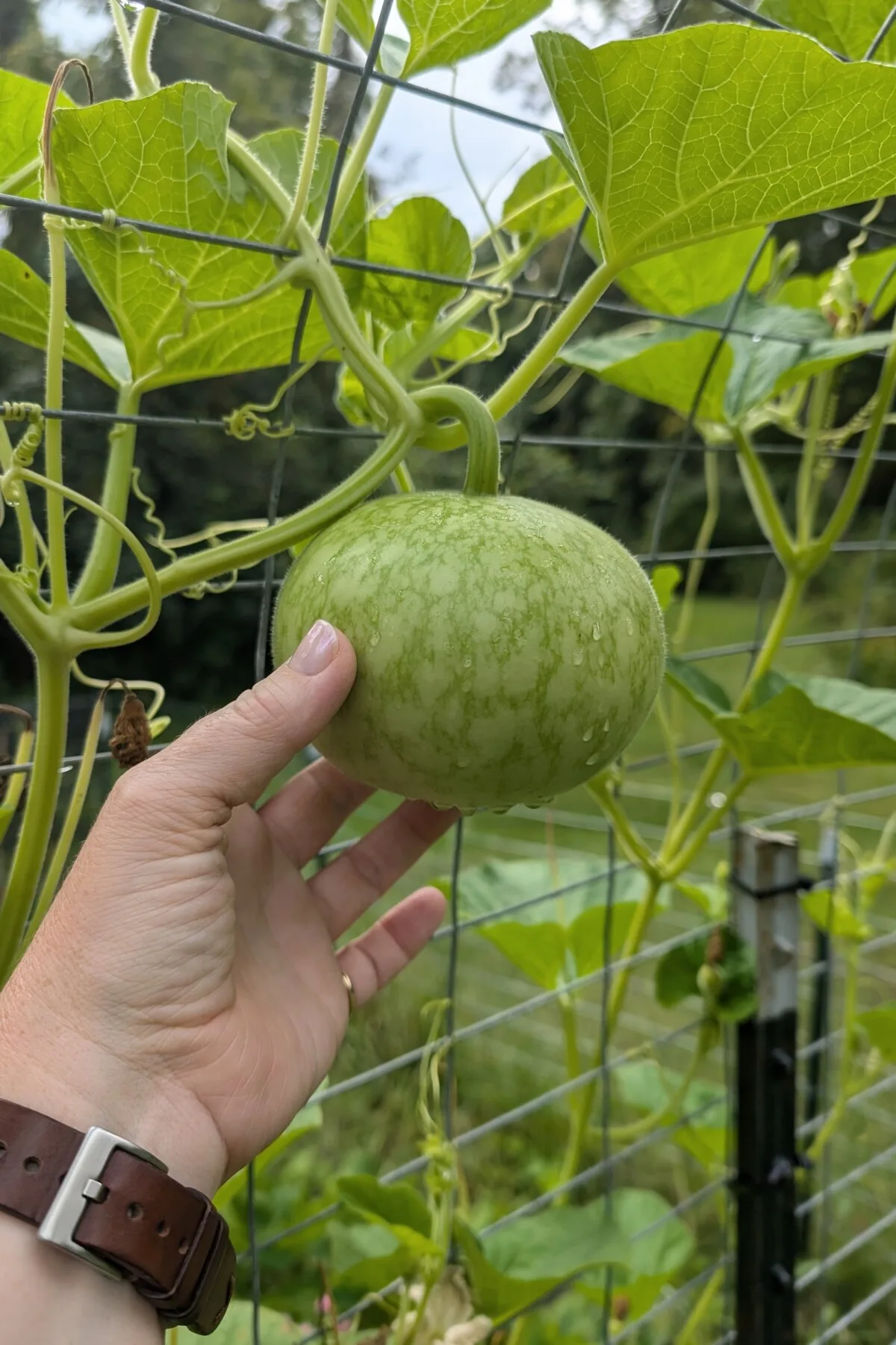 woman's hand holding a Peruvian sugar bowl gourd