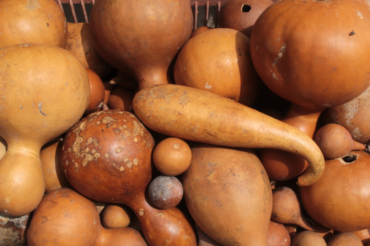 Dried gourds