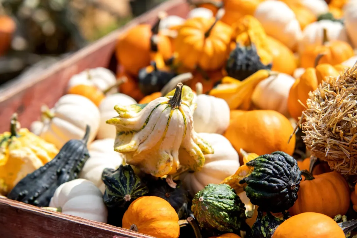 Decorative fall gourds