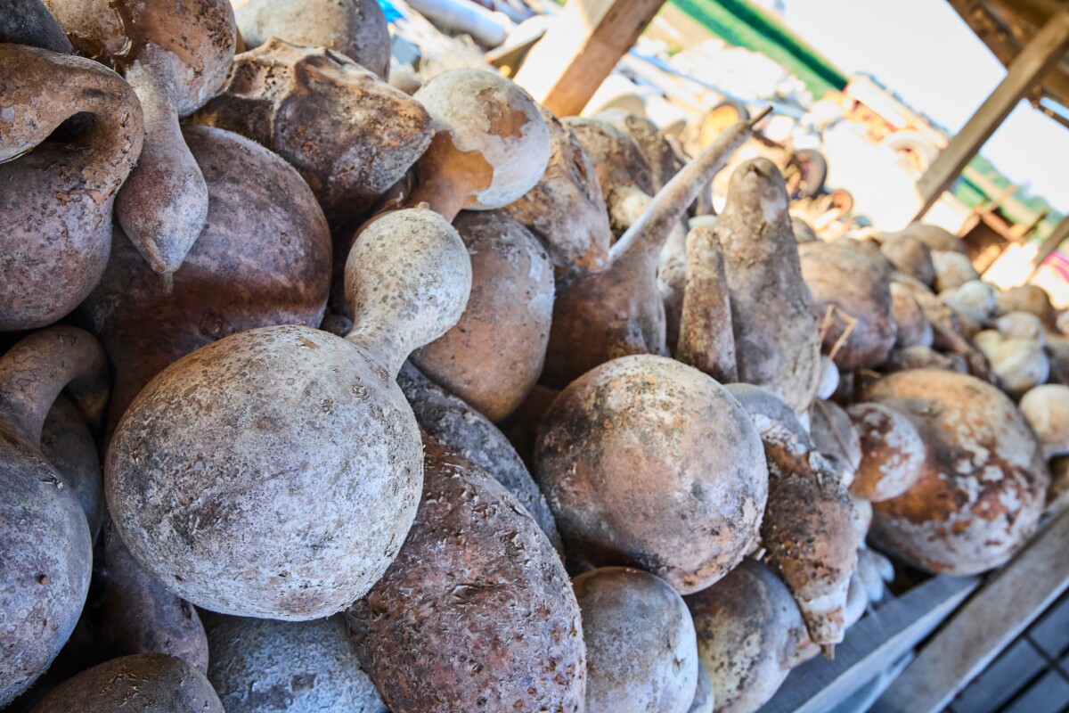 Dried gourds with mold on them.