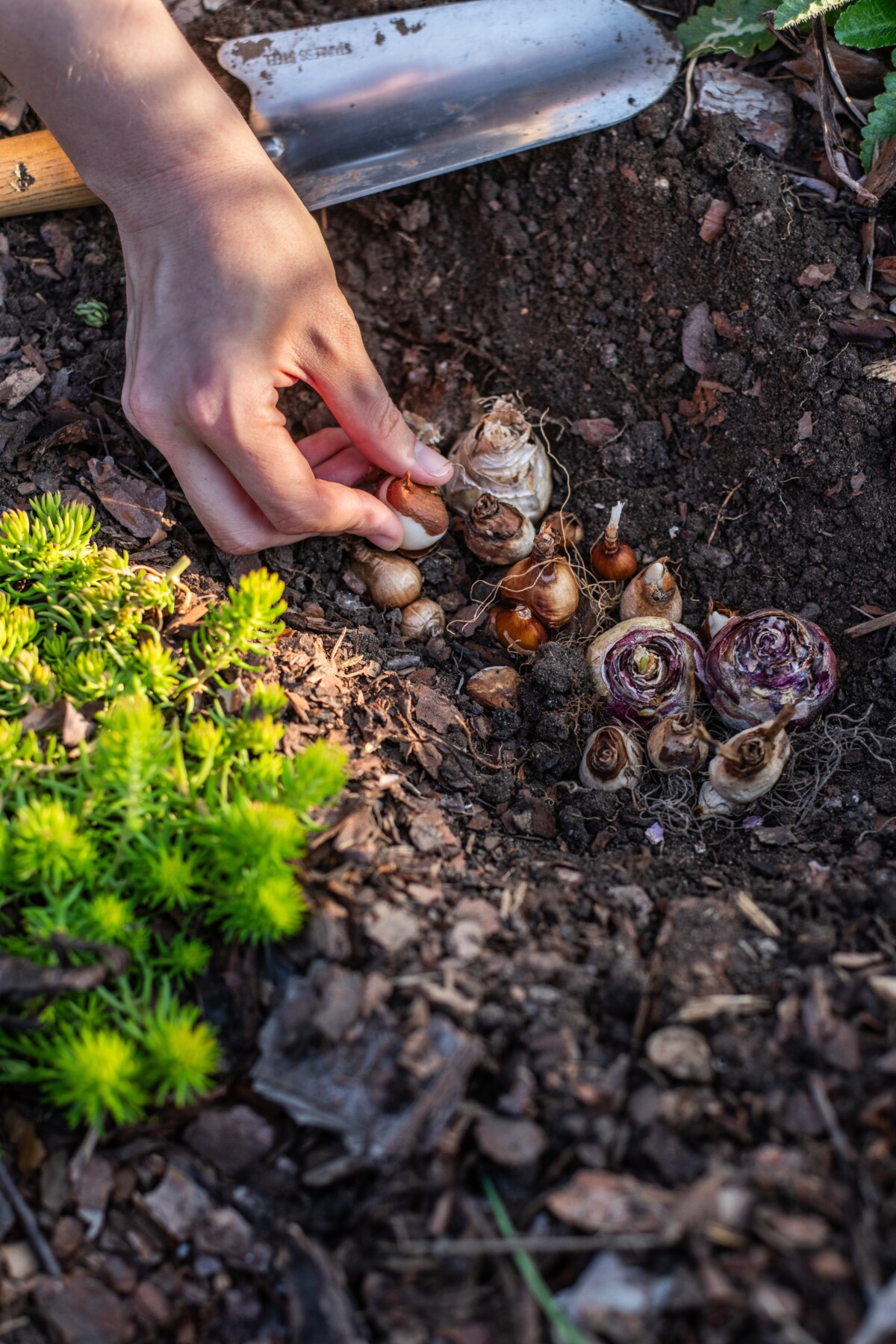 Woman with bare hands planting tulips