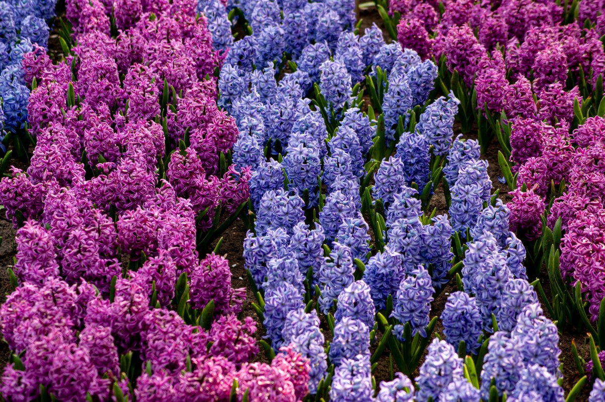 Hyacinths