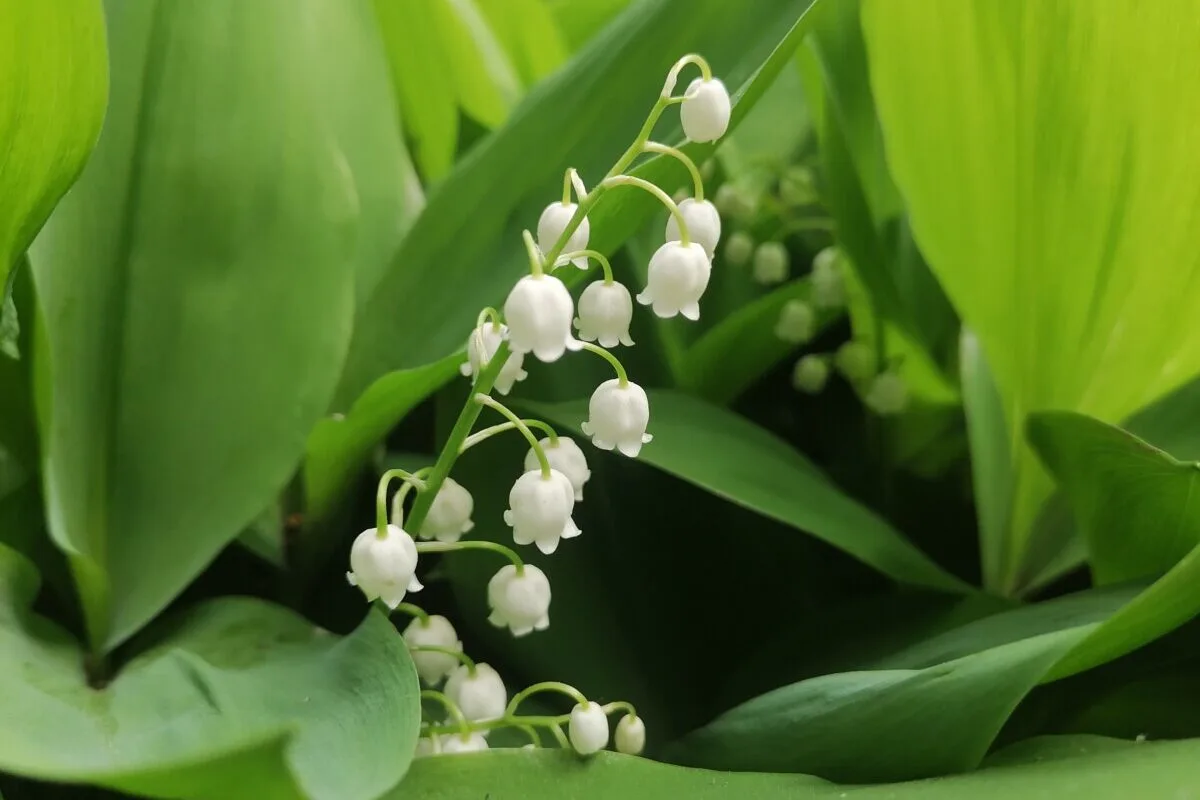 Lily of the valley
