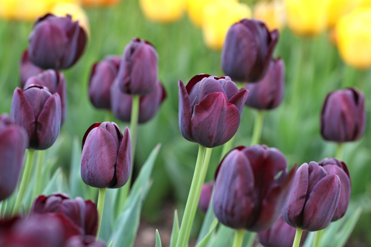 Purple tulips