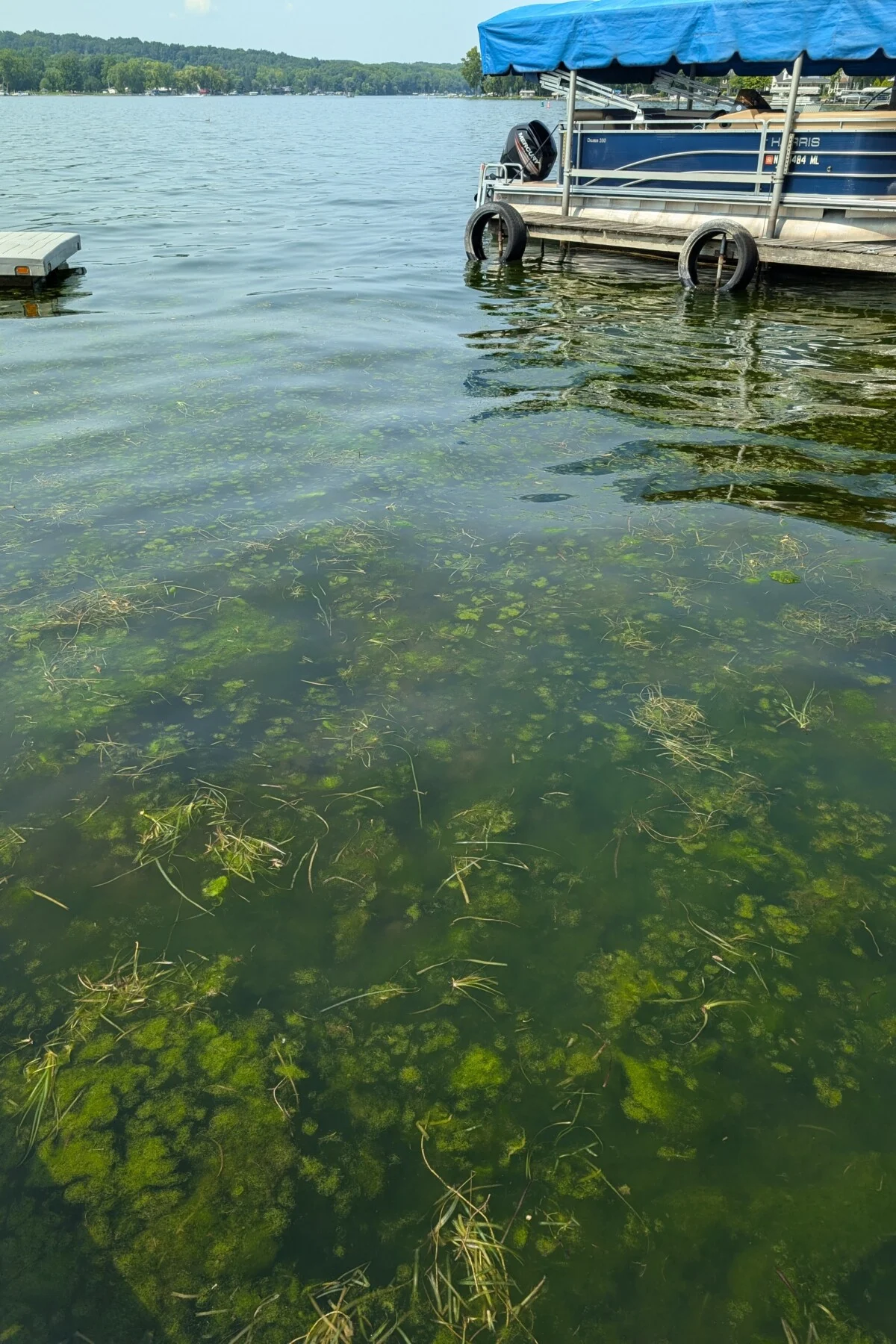 algae bloom in lake