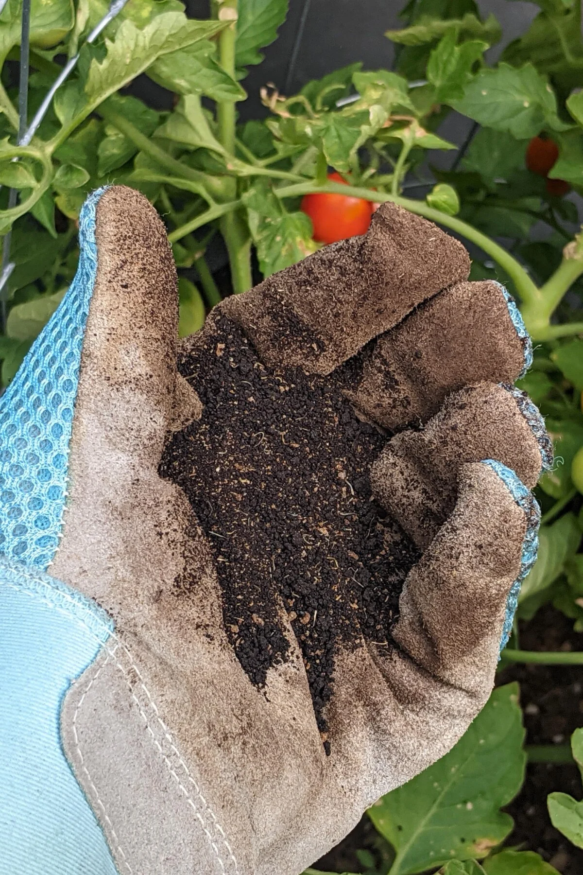 Gloved hand holding blood meal