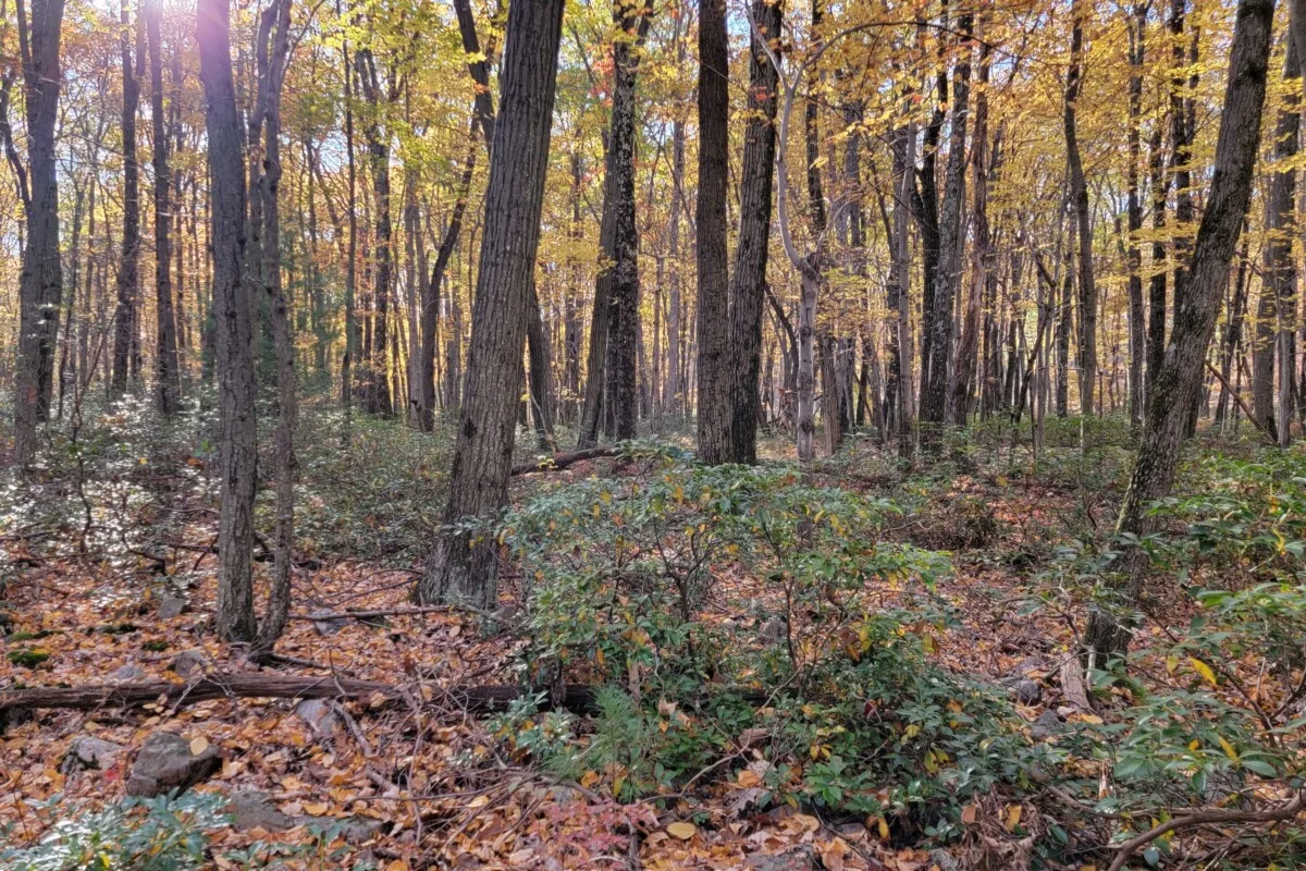 fall forest