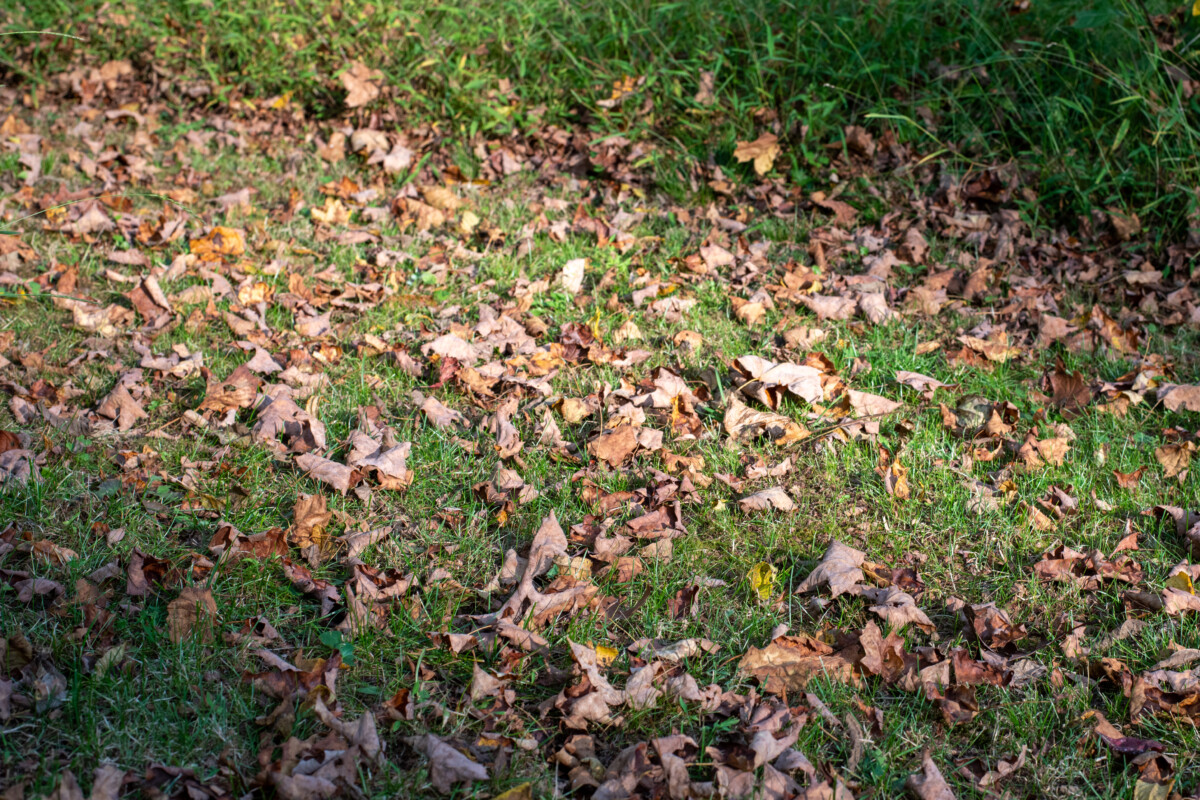 fallen leaves on grass