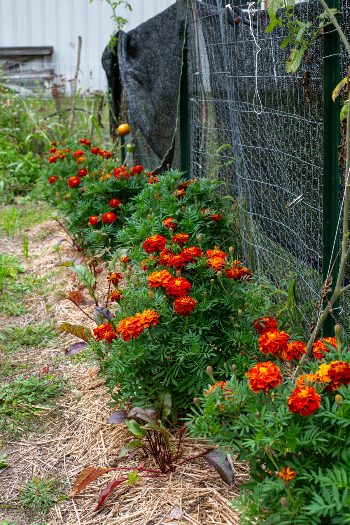 Row of marigolds in a fall garden