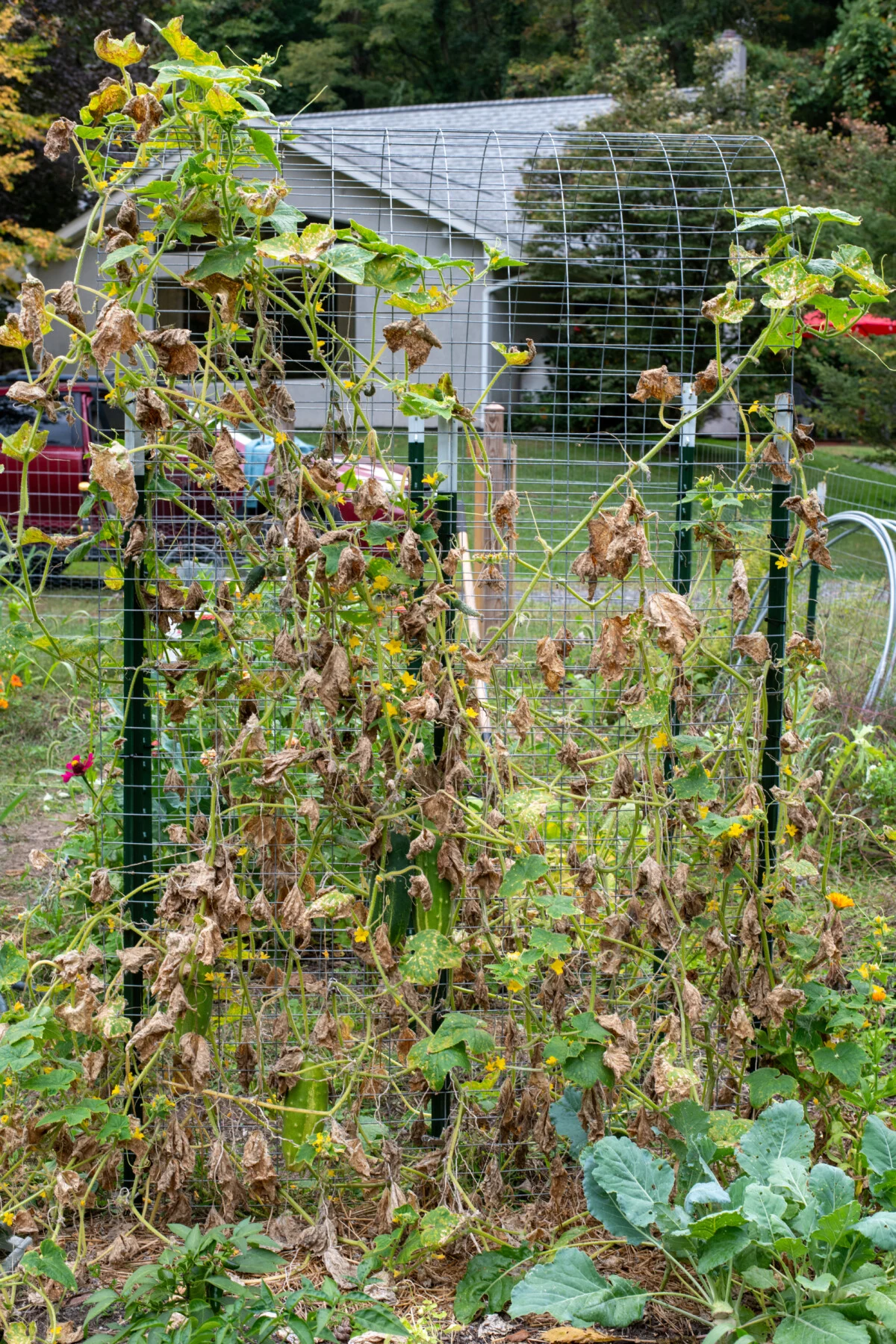 Cucumber plants in fall