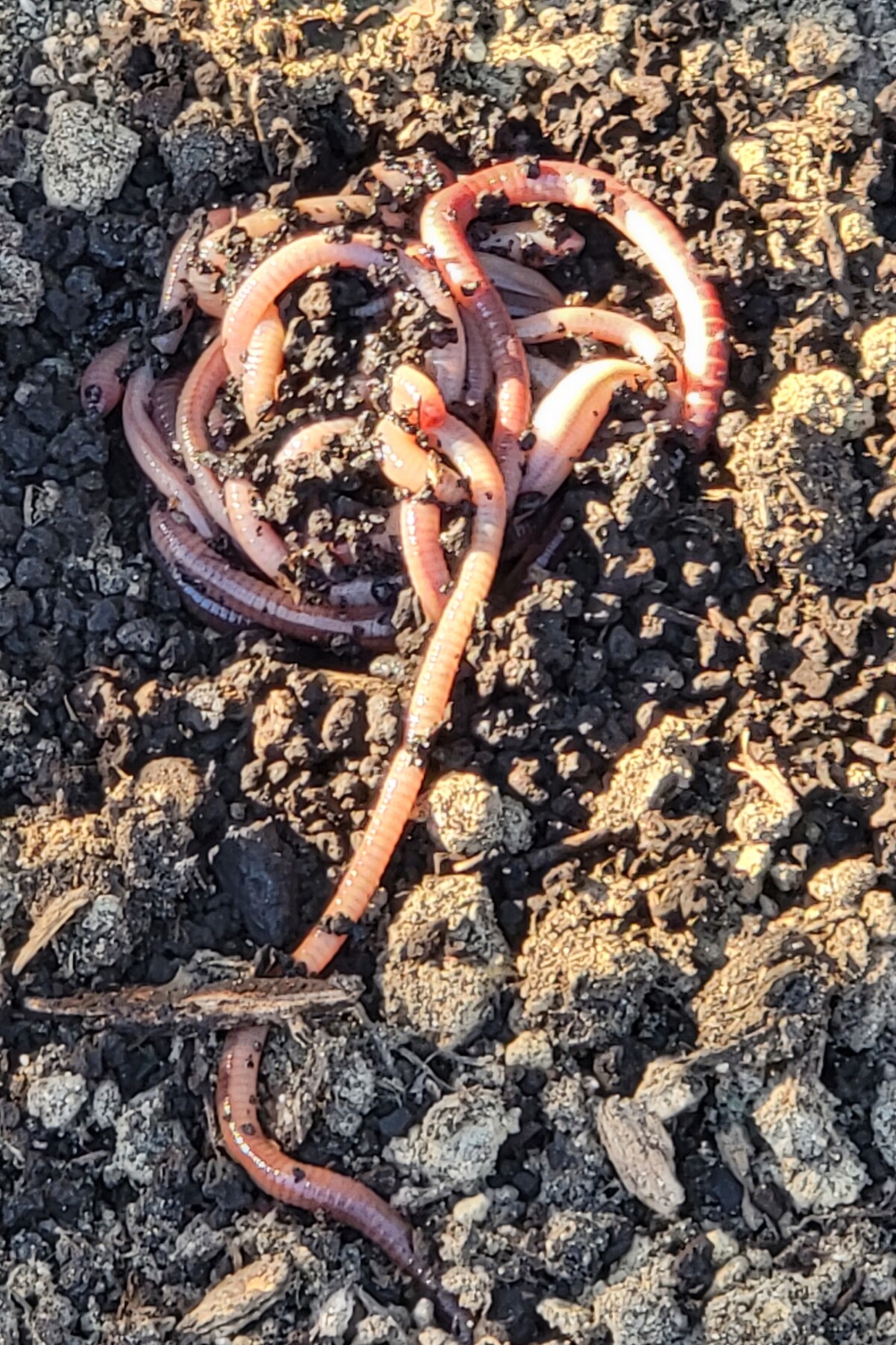 worms in dirt