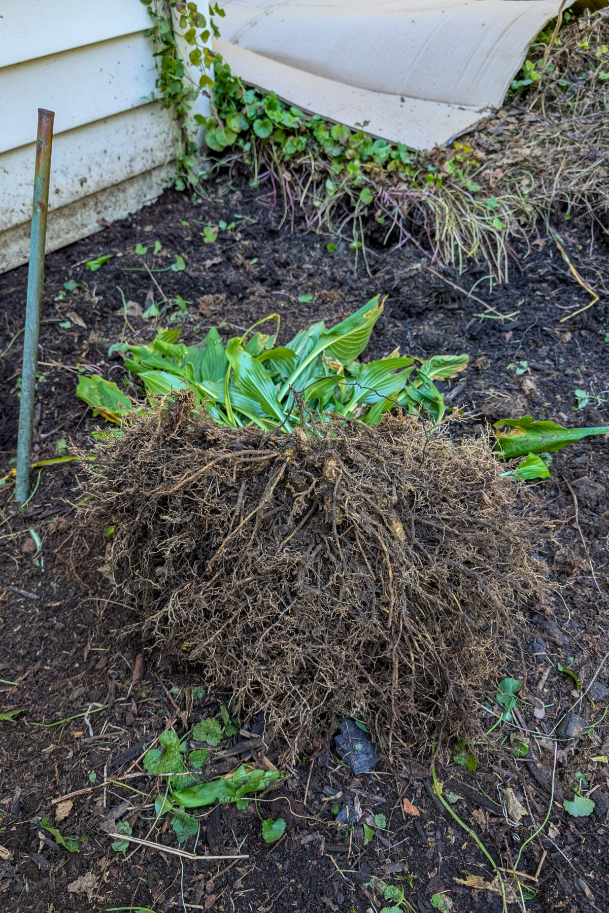 Large hosta clump that needs to be divided