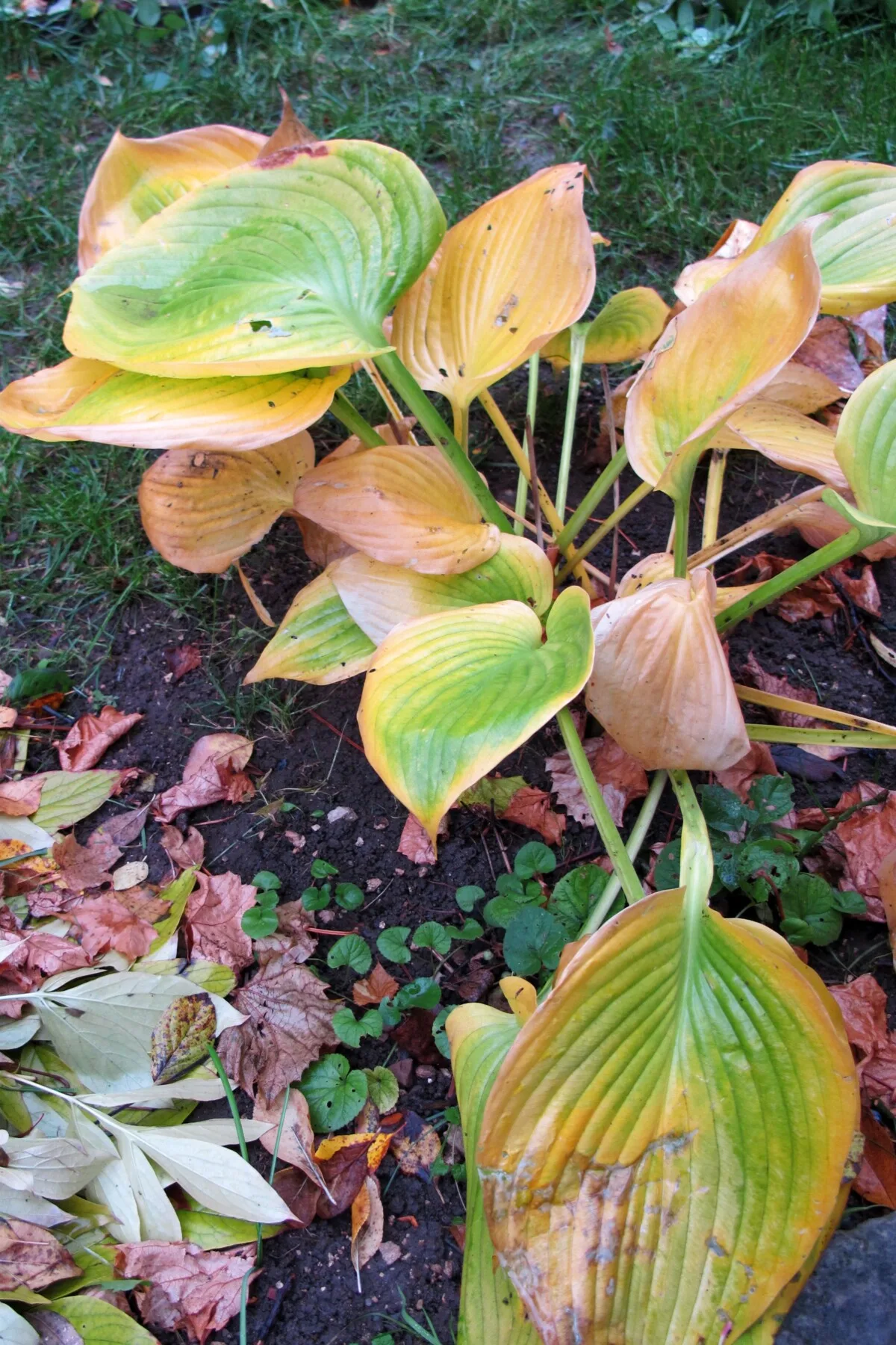 hosta in the fall with yellow leaves