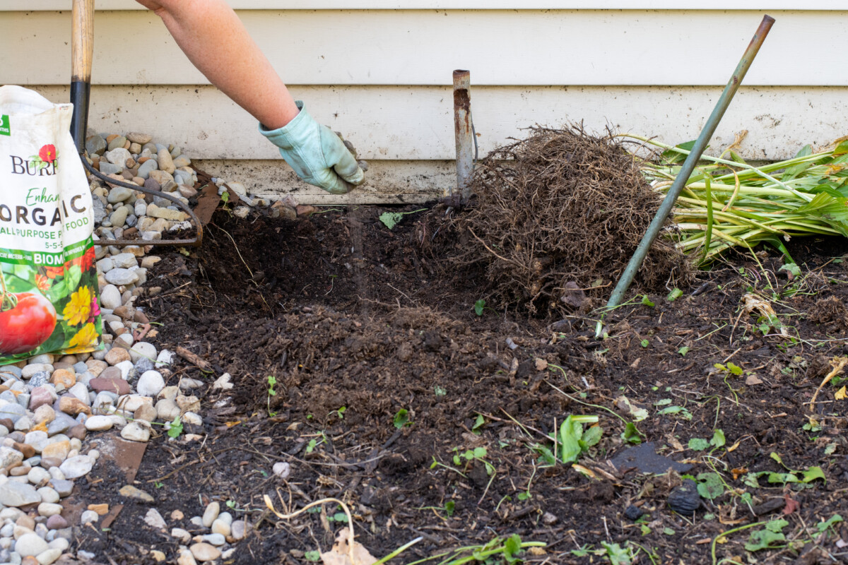 woman fertilizing hosta