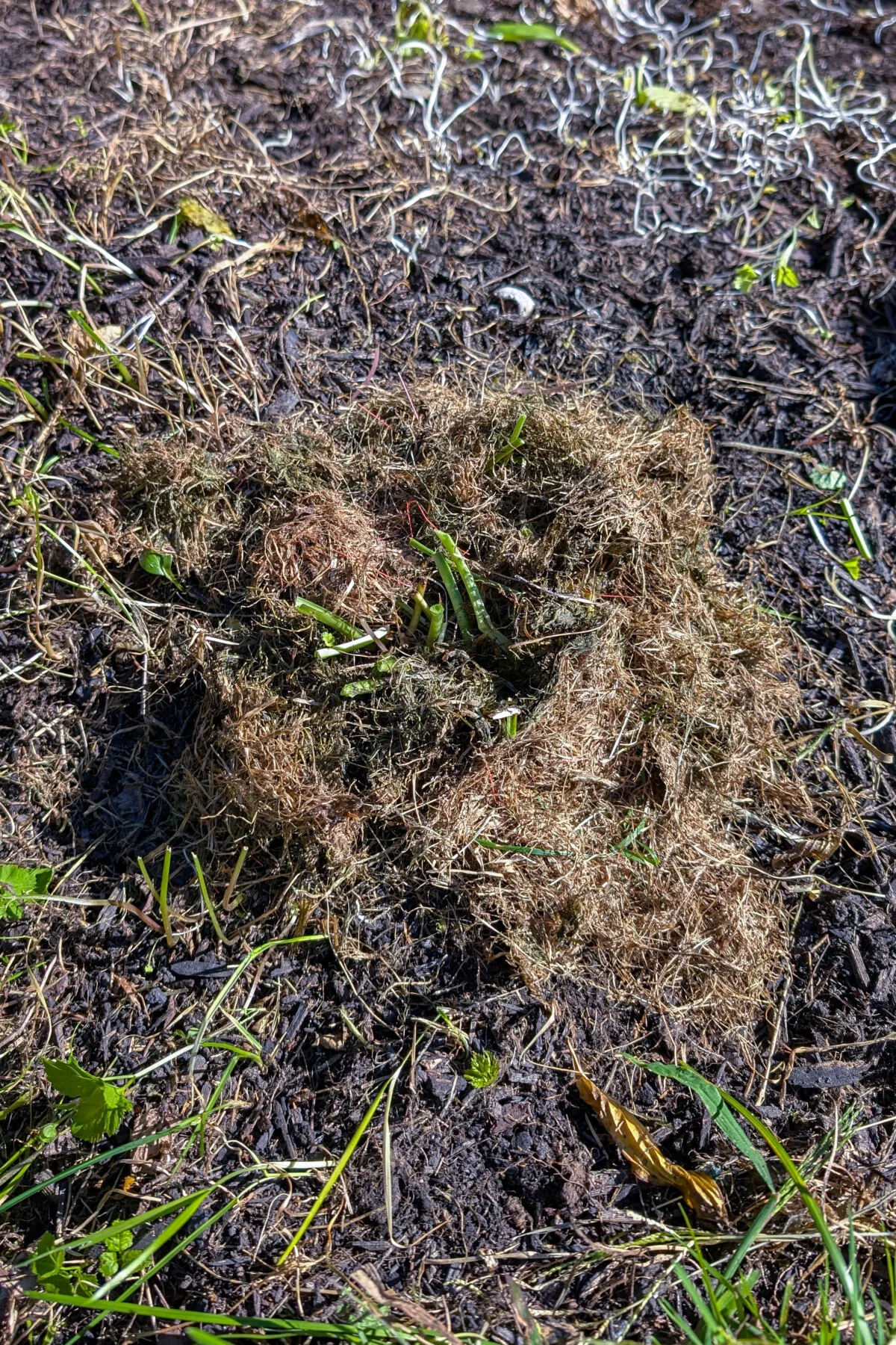 mulched hosta