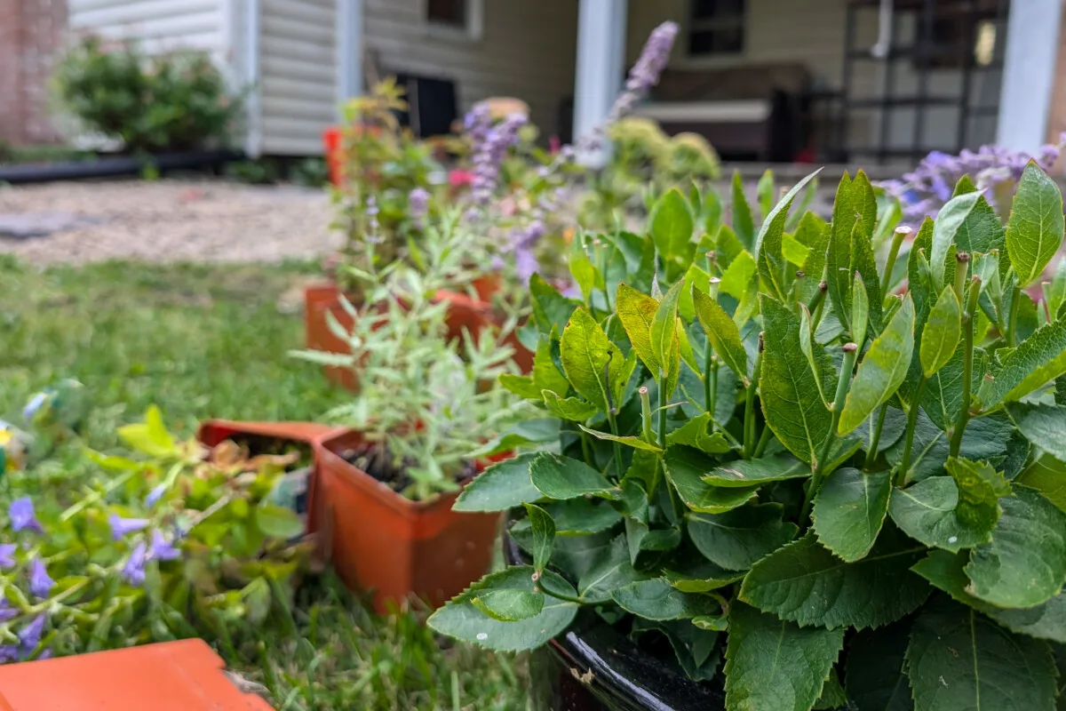 Balloon flower with no flowers