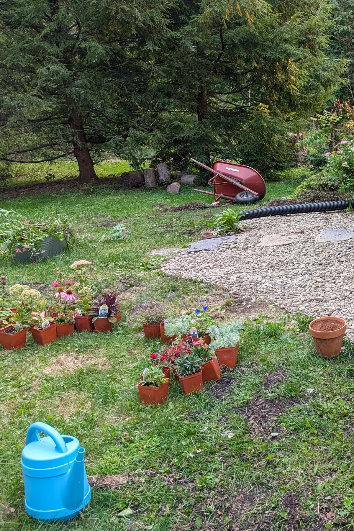 Plants next to gravel flower bed