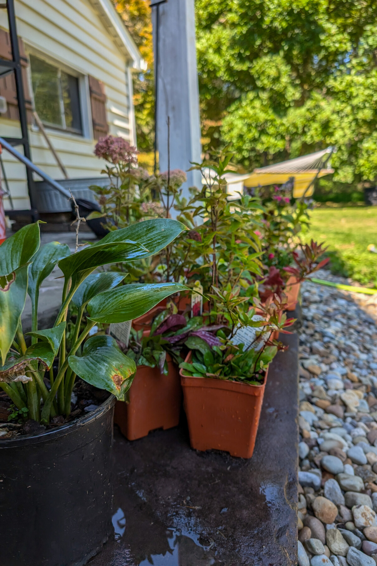 Flowering perennials in nursery pots