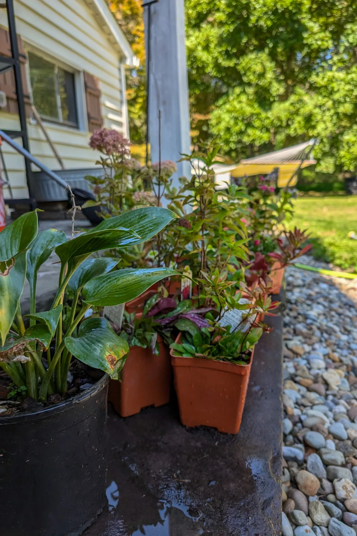 Flowering perennials in nursery pots