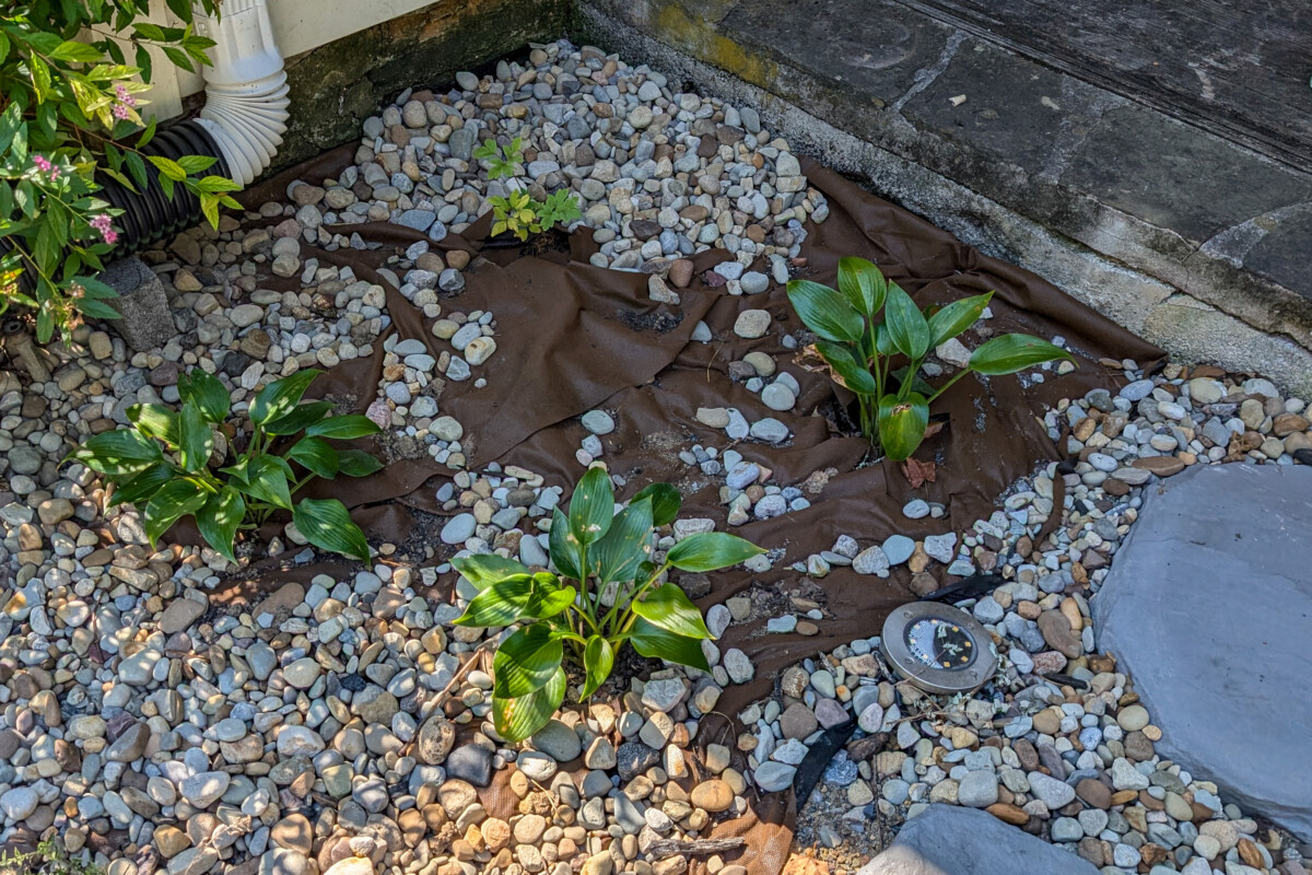 Hostas planted in a flower bed