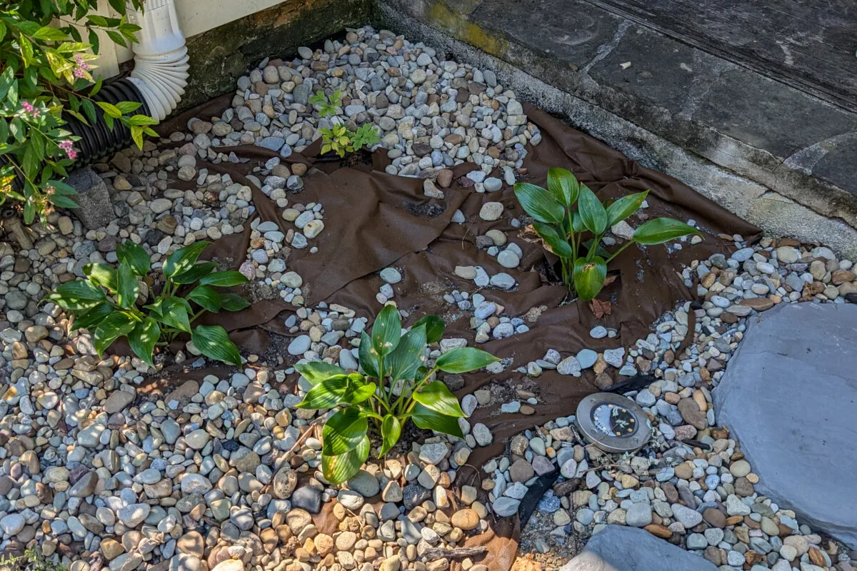 Hostas planted in a flower bed