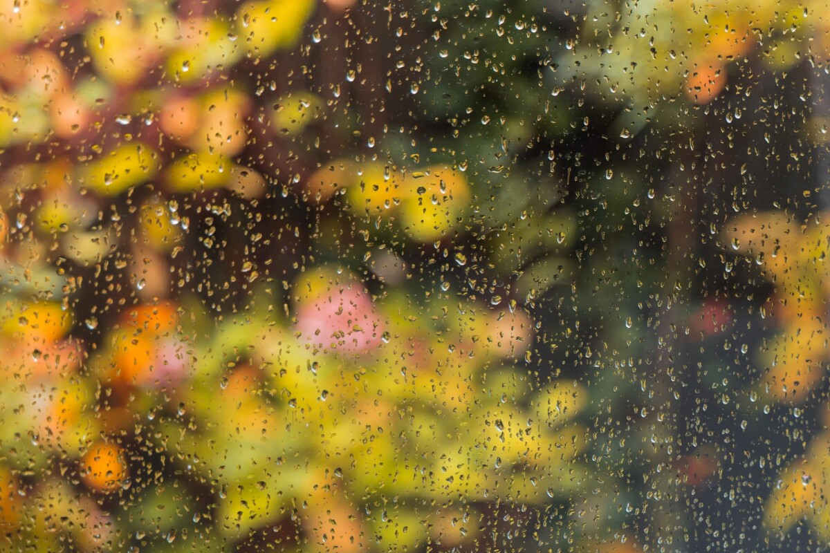 Rainy window overlooking fall trees