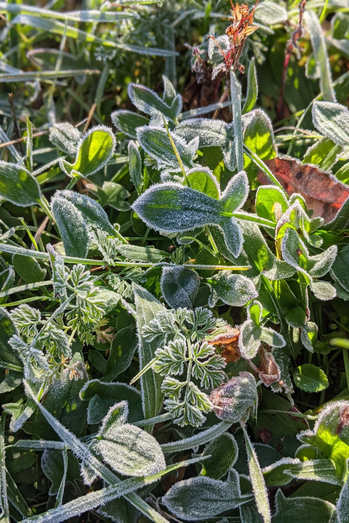 Frost covered grass.