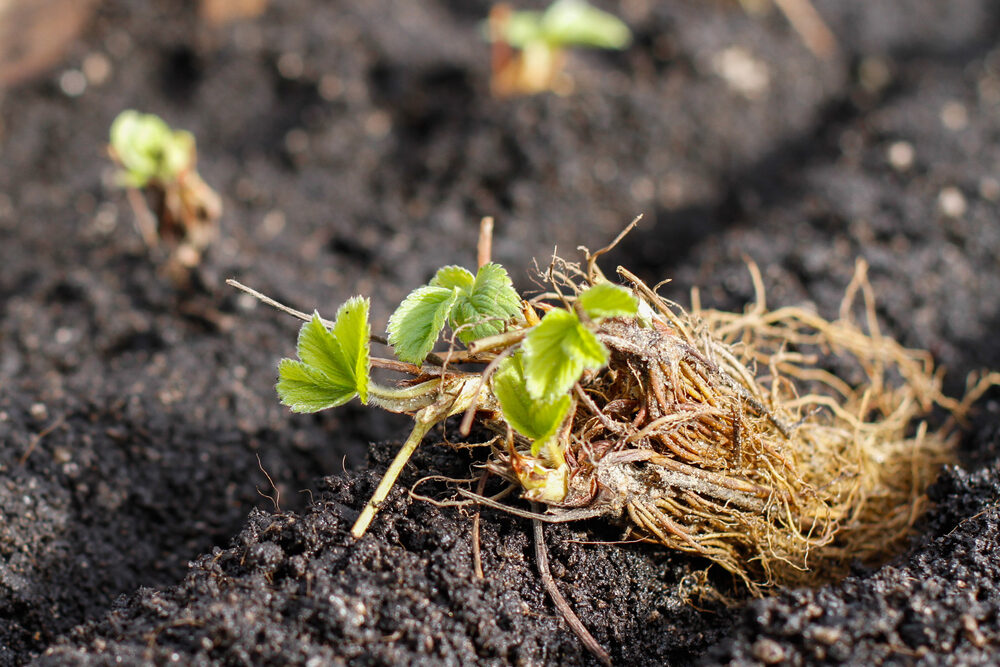 Bare root strawberry