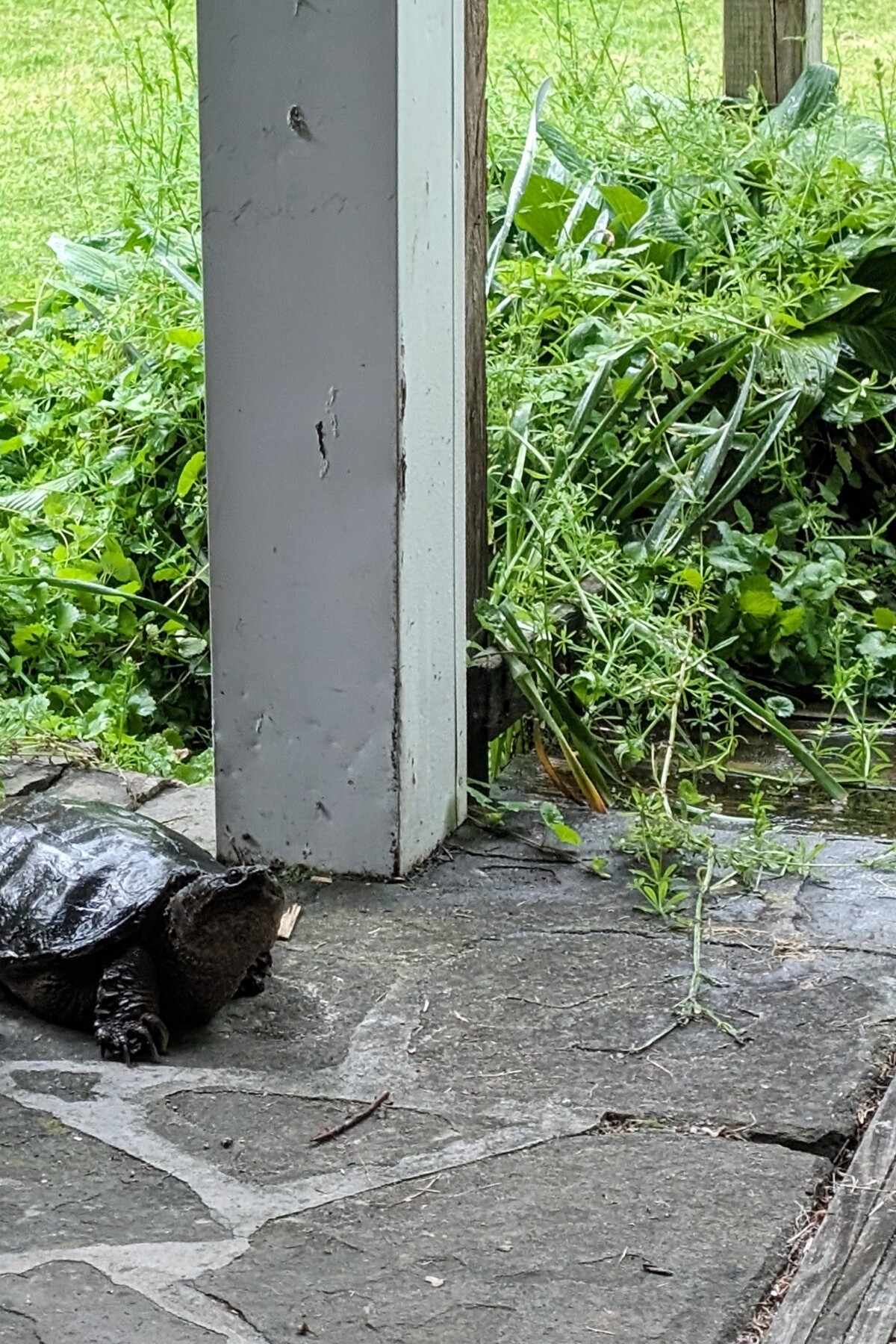 A snapping turtle on a stone patio