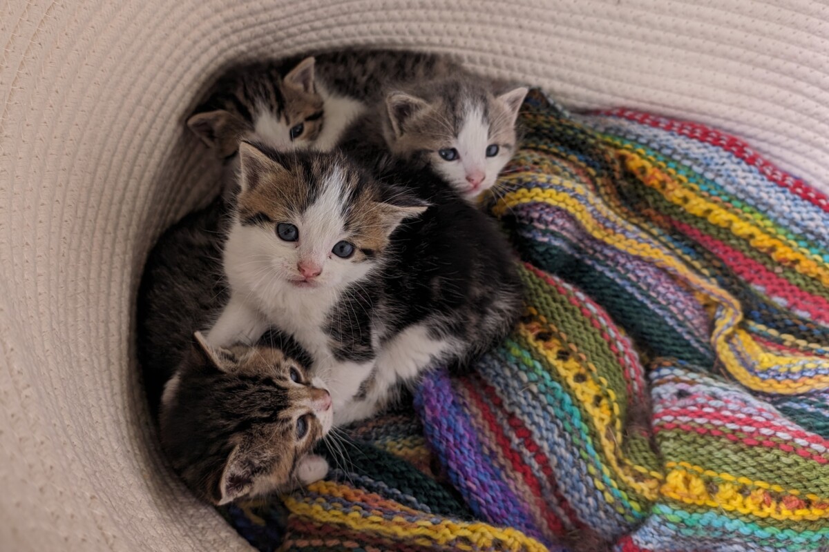 kittens in a basket