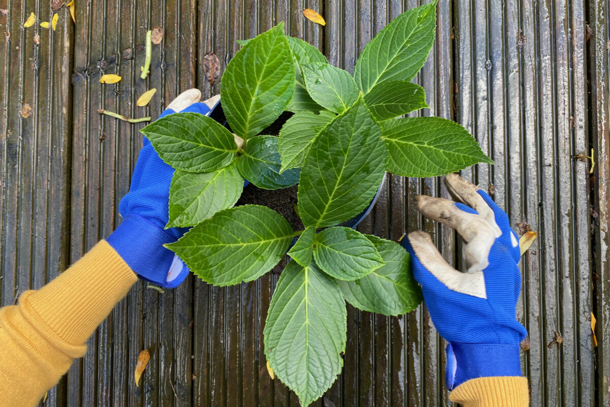 woman's gloved hands, pot with hydrangea cuttings