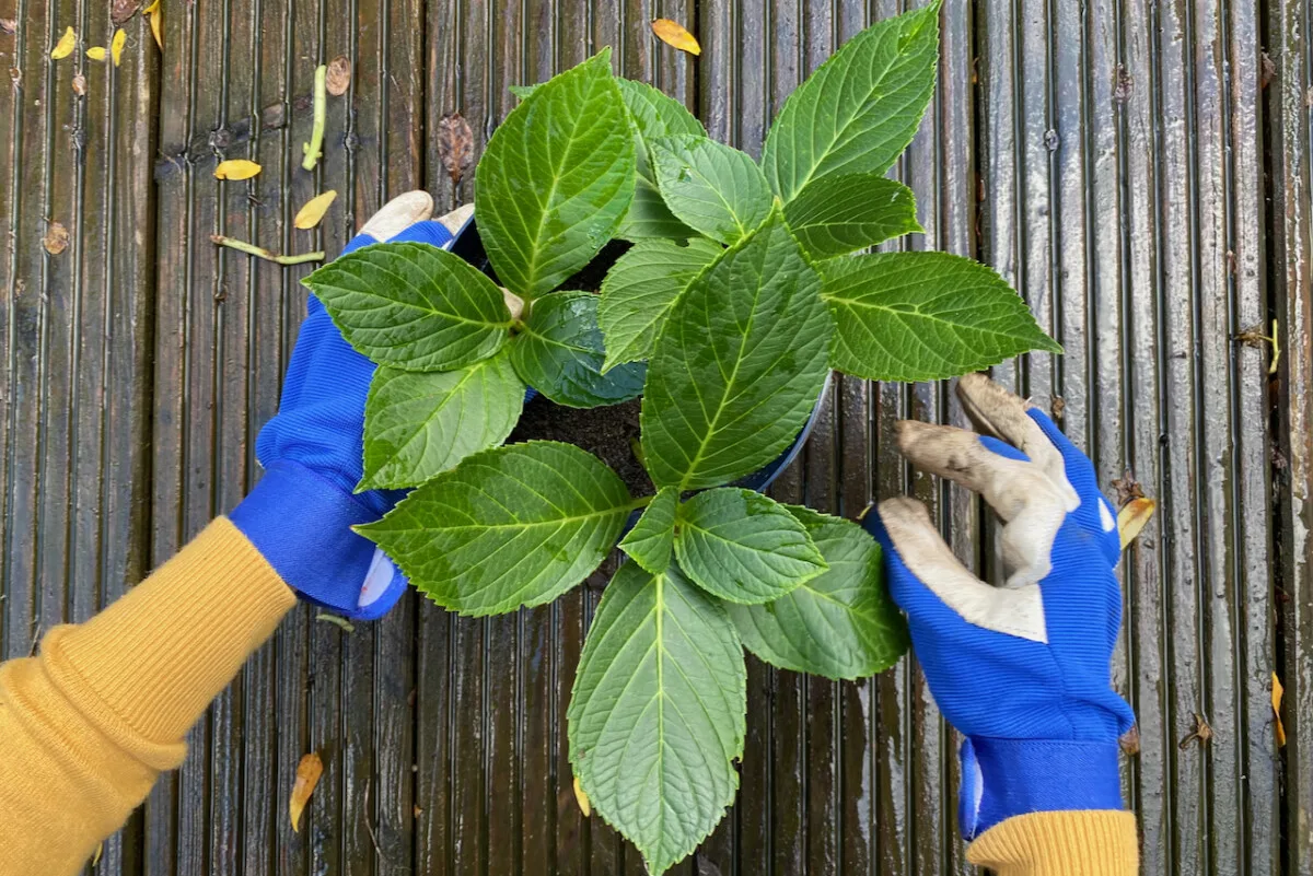 woman's gloved hands, pot with hydrangea cuttings