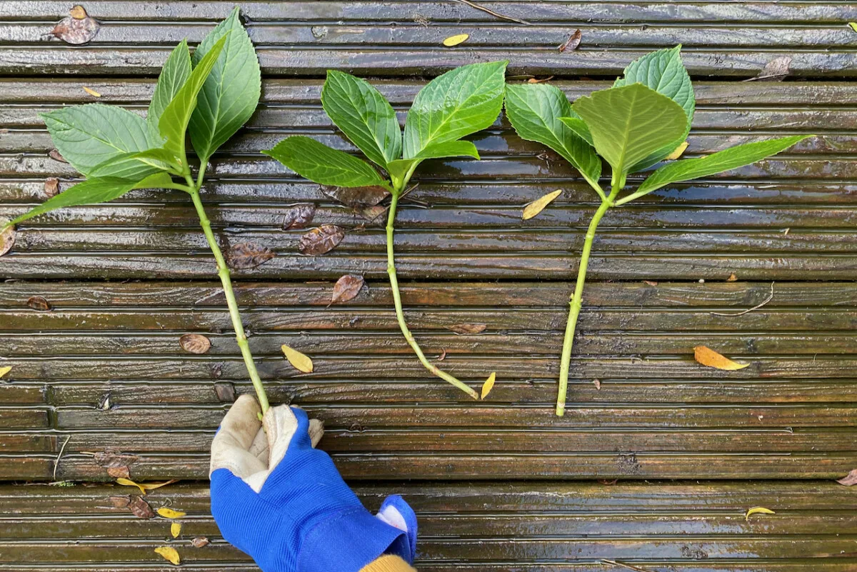 Three hydrangea cuttings