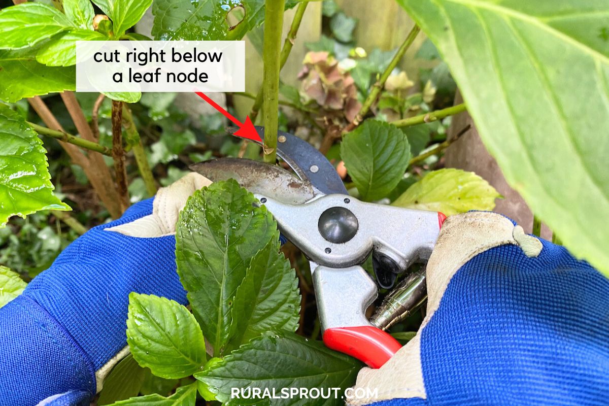 Photo with graphic that reads cut right below leaf node, hand pruners cutting below leaf node