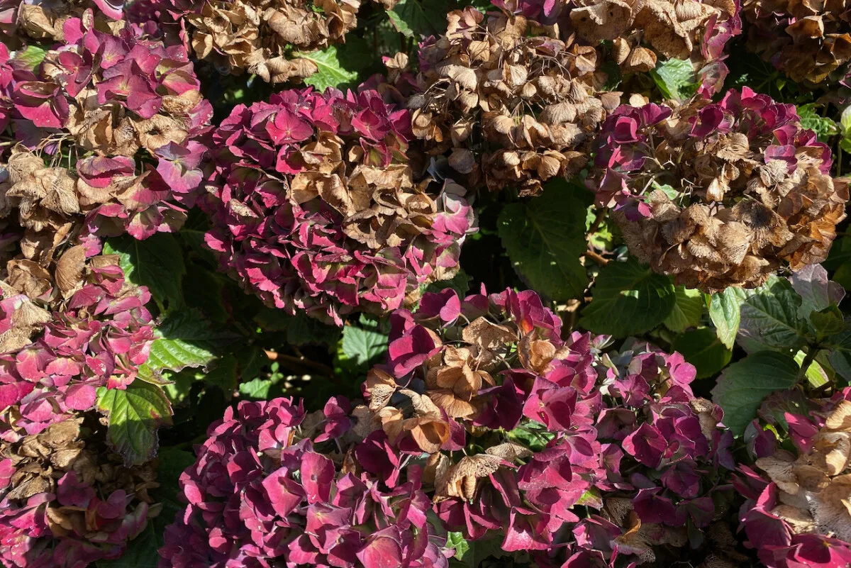 Wilted hydrangea blooms