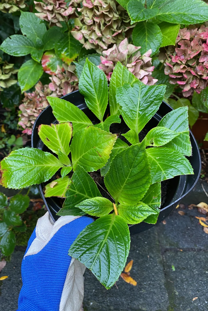 Bucket with hydrangea cuttings