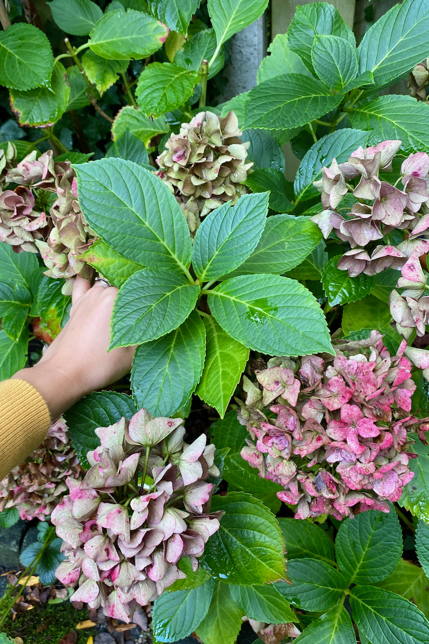 woman's hand holding hydrangea stem