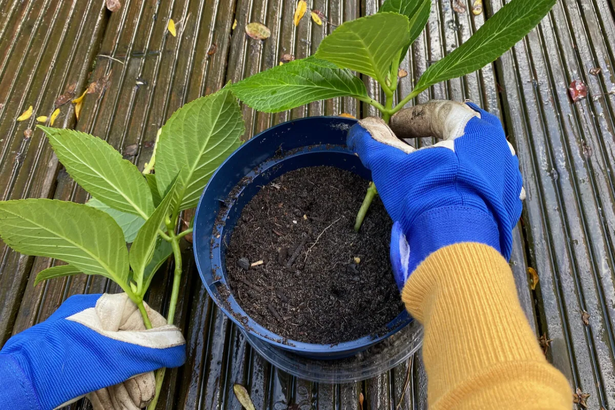 Planting hydrangea cuttings in container